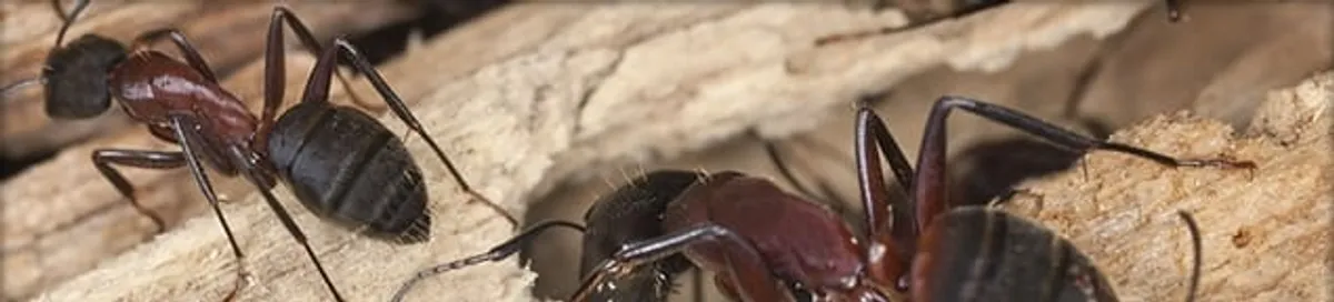 Close-up of ants on wood showing an active ant infestation in Jersey City, NJ