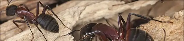 Close-up of ants on wood showing an active ant infestation in Jersey City, NJ