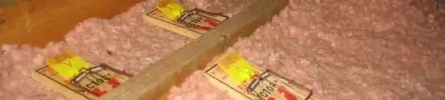 Mouse traps placed in an attic for rodent control in Jersey City, NJ