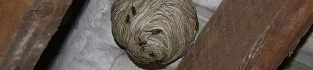 Wasp nest in an attic space, a common home infestation risk in Jersey City, NJ