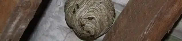 Wasp nest in an attic space, a common home infestation risk in Jersey City, NJ