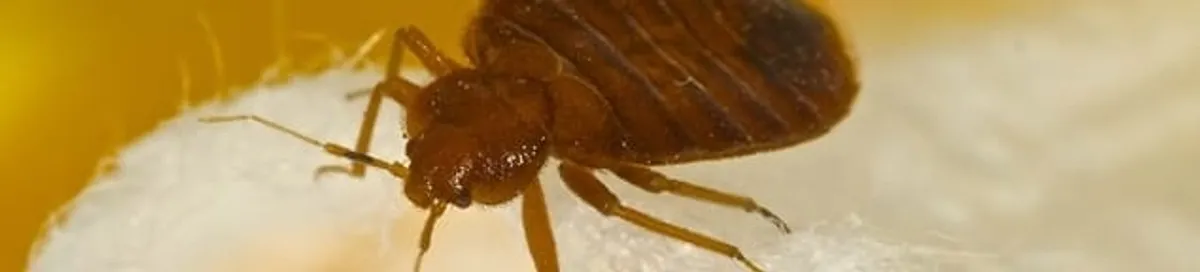 Close-up of a bed bug, a sign of an active infestation in Jersey City, NJ