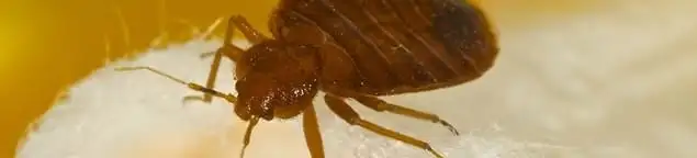 Close-up of a bed bug, a sign of an active infestation in Jersey City, NJ