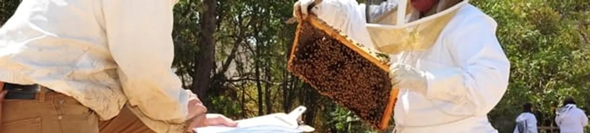Bee removal specialists relocating a hive and honeycomb safely in Jersey City, NJ