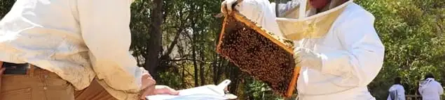 Bee removal specialists relocating a hive and honeycomb safely in Jersey City, NJ