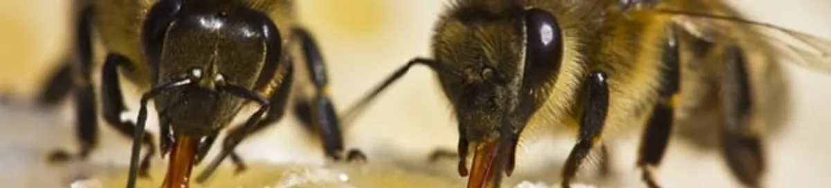Close-up of honey bees, a sign of a nearby hive in Jersey City, NJ