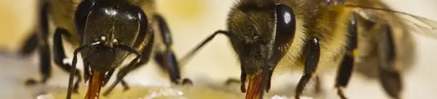 Close-up of honey bees, a sign of a nearby hive in Jersey City, NJ
