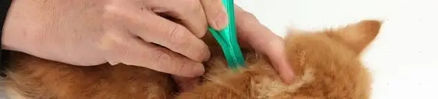 Flea treatment for pets using a flea comb, a sign of flea problems in Jersey City, NJ