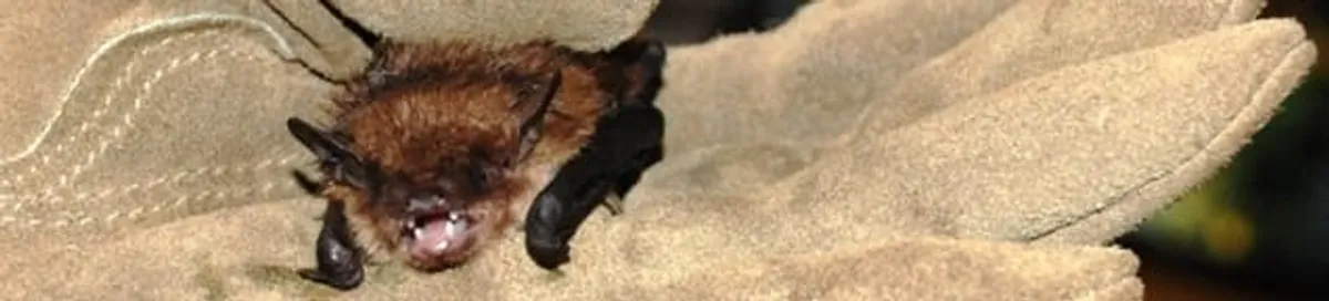 Bat removal specialist holding a bat safely during humane exclusion in Jersey City, NJ