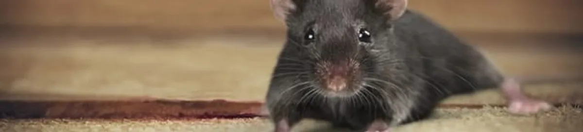 Mouse indoors, a common sign of a rodent infestation in Jersey City, NJ