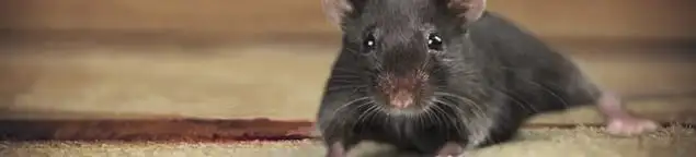 Mouse indoors, a common sign of a rodent infestation in Jersey City, NJ