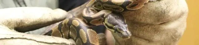 Snake removal specialist safely handling a snake with protective gloves in Jersey City, NJ