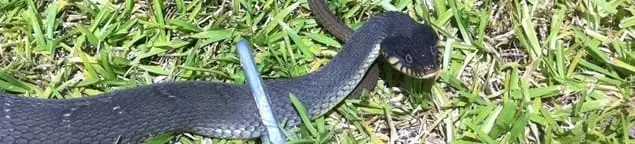 Snake in a yard, a common sign of a snake problem near a home in Jersey City, NJ
