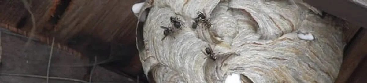 Close-up of a wasp nest with active wasps, a sign of an infestation in Jersey City, NJ