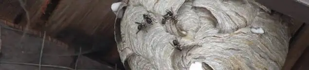 Close-up of a wasp nest with active wasps, a sign of an infestation in Jersey City, NJ